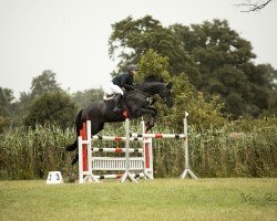Springpferd Carlotta 336 (Hannoveraner, 2014, von Chivas)