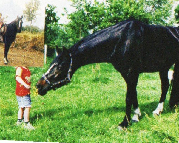 horse Wacello (Hanoverian, 2000, from Woronow)