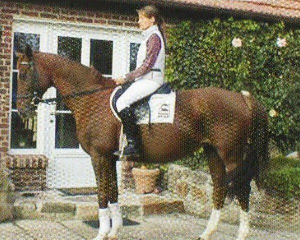 jumper Ricci (Westphalian, 1992, from Rimini)