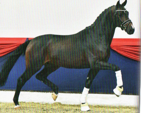 stallion Dancing Gold (Oldenburg, 2019, from Dancier Gold FRH)