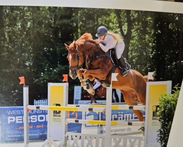jumper Qualino 7 (Hanoverian, 2019, from Qualito)