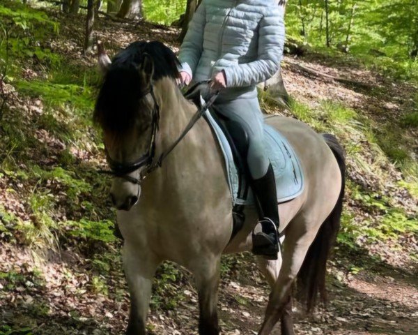 dressage horse Grindelwald 3 (German Riding Pony, 2020, from Golden Grey NRW)
