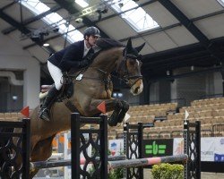 jumper Bradley Cooper 5 (Holsteiner, 2017, from Balou du Rouet)