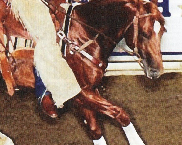 horse Dual´s First Light (Quarter Horse, 1998, from Grays Starlight)