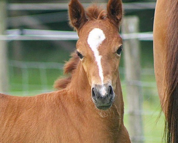 foal by Overflow Cadence (UK Pony, 2025, from Caesar)