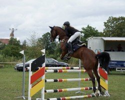 jumper Vegas 69 (German Sport Horse, 2018, from Vingino)