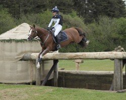 Deckhengst SF Detroit (Deutsches Reitpony, 2009, von Denver 184)
