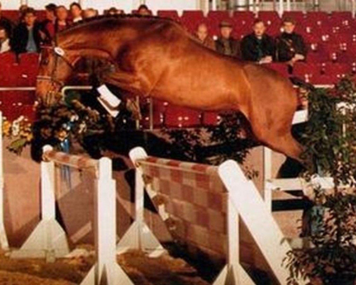 stallion Elimcal xx (Thoroughbred, 1982, from Feroce xx)