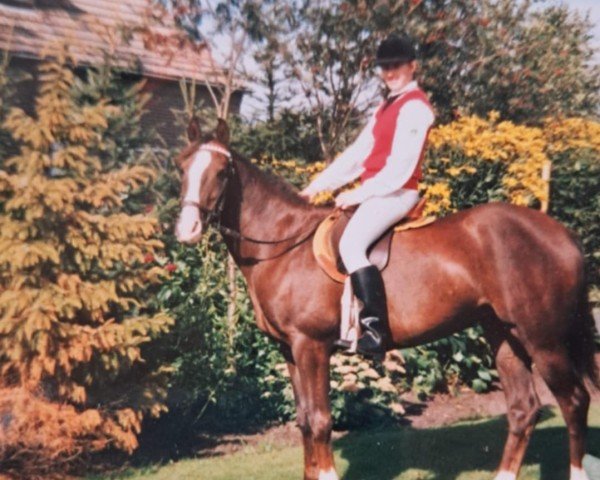 Zuchtstute Anja (Nederlands Rijpaarden en Pony, 1981, von Rissaz ox)