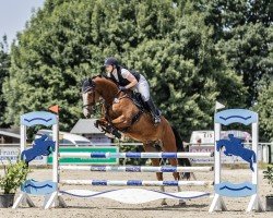 jumper Murphy's Boy 3 (Holsteiner, 2018, from Million Dollar)