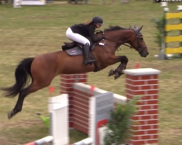 jumper La Lulu (Hanoverian, 2012, from Le Cou Cou)