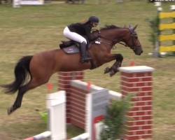 Springpferd La Lulu (Hannoveraner, 2012, von Le Cou Cou)