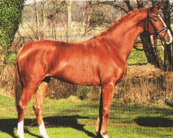 dressage horse Daytona (Hanoverian, 2019, from Da Costa)
