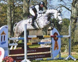 Springpferd Midnight Magic D (Deutsches Sportpferd, 2015, von Monsum)