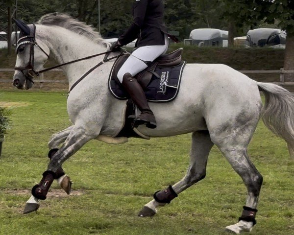 jumper Tweety 32 (Oldenburg show jumper, 2017, from Twilight 35)