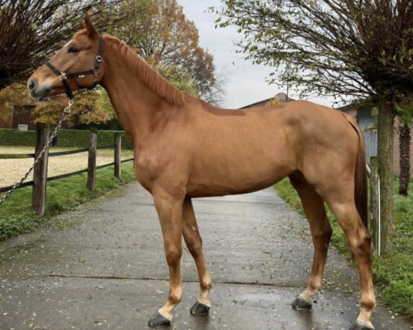 jumper Janola (KWPN (Royal Dutch Sporthorse), 2014, from Chaman)