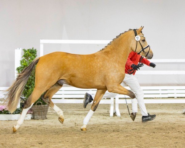 dressage horse Dry Gin W (German Riding Pony, 2021, from Double Cream)