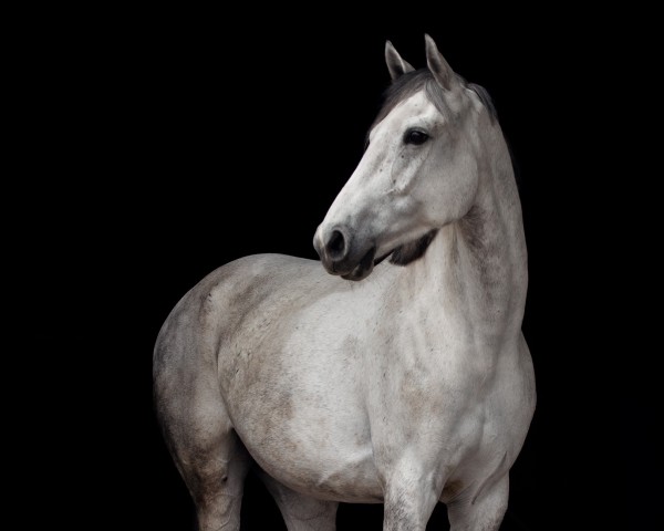 broodmare Ninja xx (Thoroughbred, 2012, from Contat xx)