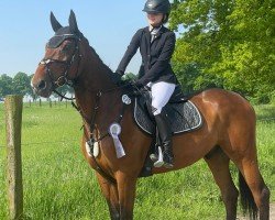 jumper Ibrox 3 (Holsteiner, 2018, from Ideal de La Loge)