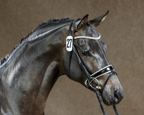 stallion Marqués (Westphalian, 2012, from E.H. Millennium)