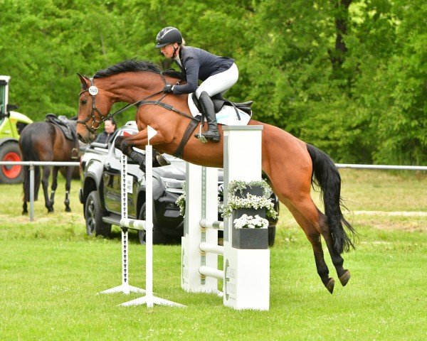 jumper Claire 220 (Hanoverian, 2019, from Cavoiro - H OLD)