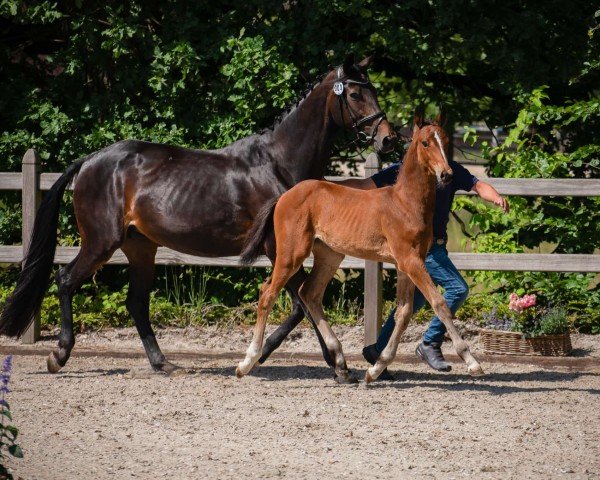 foal by Untessa (Hanoverian, 2025, from Untouched Lb)