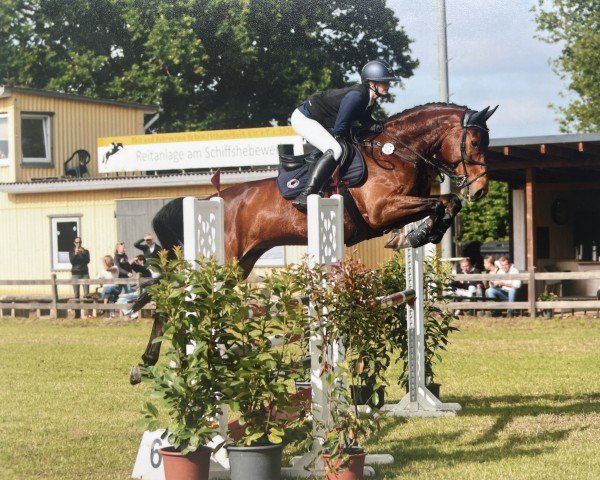 Springpferd Colandor R (Hannoveraner, 2013, von Cassillias)
