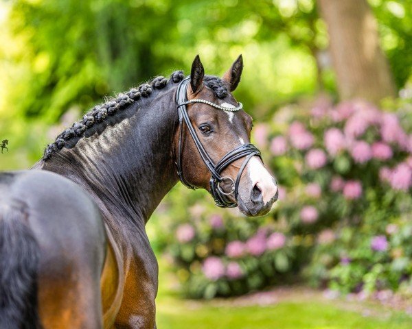 dressage horse Dinero (German Riding Pony, 2022, from Diamond Touch NRW)