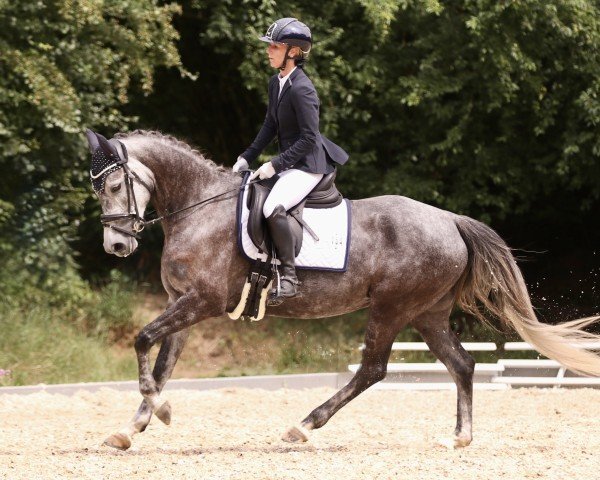 jumper Crazy little smart one (Westphalian, 2020, from Cornado NRW)
