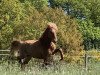 stallion Sprækur frá Íbishóli (Iceland Horse, 2018, from Glumur frá Dallandi)