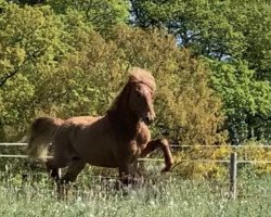 stallion Sprækur frá Íbishóli (Iceland Horse, 2018, from Glumur frá Dallandi)