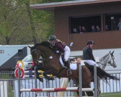 jumper Miss Queeny XX (Thoroughbred, 2011, from Carlo Bank xx)