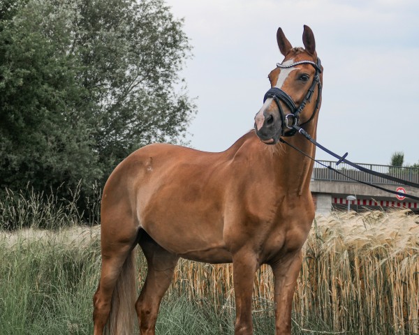 dressage horse Coktail's Zauber (German Riding Pony, 2016, from Cocktailzauber)