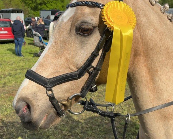 Dressurpferd Golden Capri J (Deutsches Reitpony, 2010, von Gold of Capri)