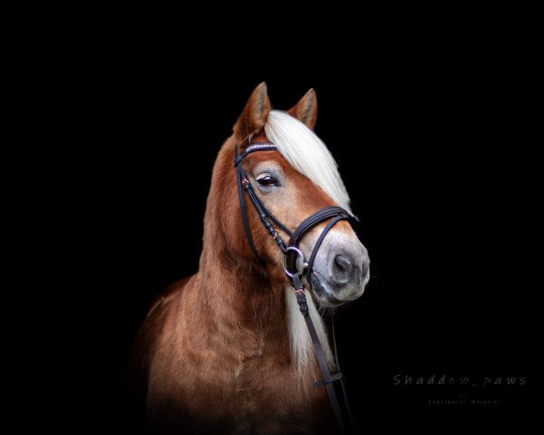 dressage horse Daisy Deluxe 3 (Haflinger, 2011)