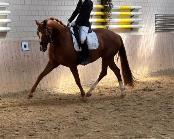 dressage horse For Florentin (Westphalian, 2020, from For Gold OLD)