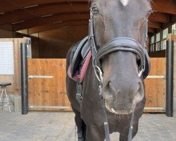 broodmare Mary Lou 245 (Hanoverian, 2014, from Don Frederico)