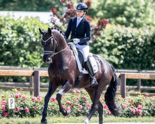 dressage horse Dracoon Hill (Hanoverian, 2019, from Devonport)