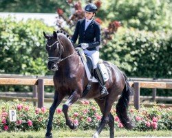 dressage horse Dracoon Hill (Hanoverian, 2019, from Devonport)