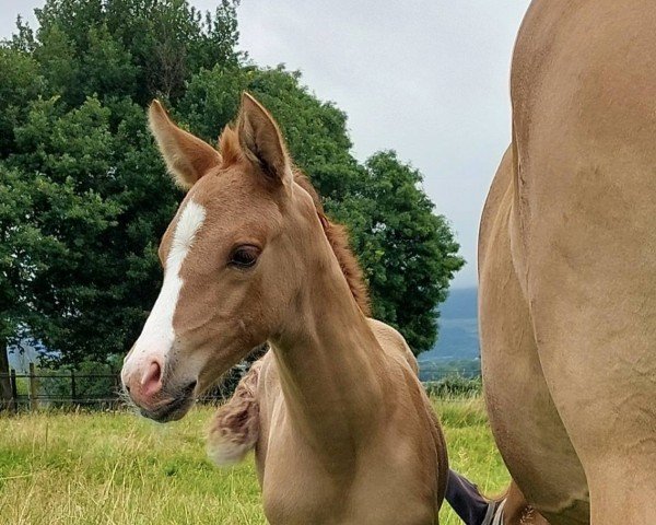 Fohlen von Prada du Valchêne (Deutsches Reitpony, 2025, von RM Most Beautiful Boy)