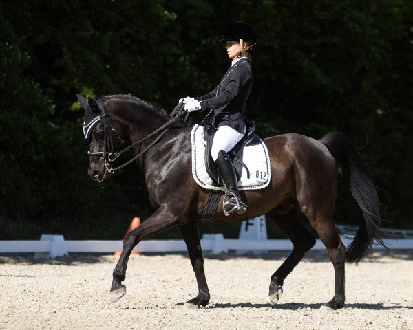 dressage horse Heinrich (German Riding Pony, 2006, from Honeymoon Star)