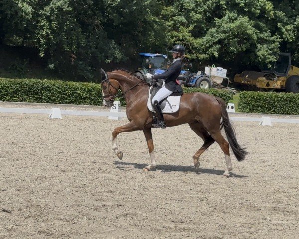 dressage horse Sir Knut K (Oldenburg, 2019, from Sir Donnerhall I)
