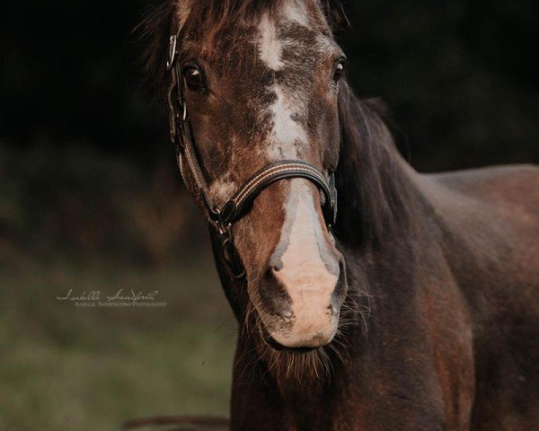 horse Caprice (German Riding Pony, 1993, from Chirk Ceiniad)