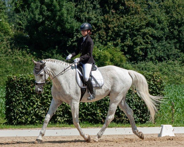 dressage horse Sir Shadow Boy (Westphalian, 2005, from Sir Bedo)