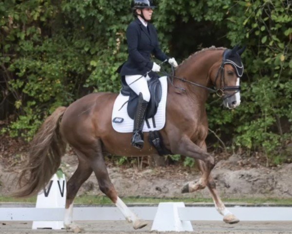 horse Mad Max 88 (German Riding Pony, 2018, from The Braes My Mobility)