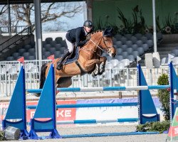 jumper It Takes Two To Tango - H (anglo european sporthorse, 2014, from Canterbury)