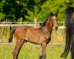 foal Magic Majestix (Westphalian, 2025, from E.H. Millennium)