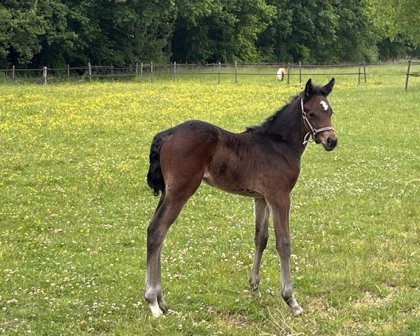 foal by La Luna Grande (Holsteiner, 2025, from Casino Grande)