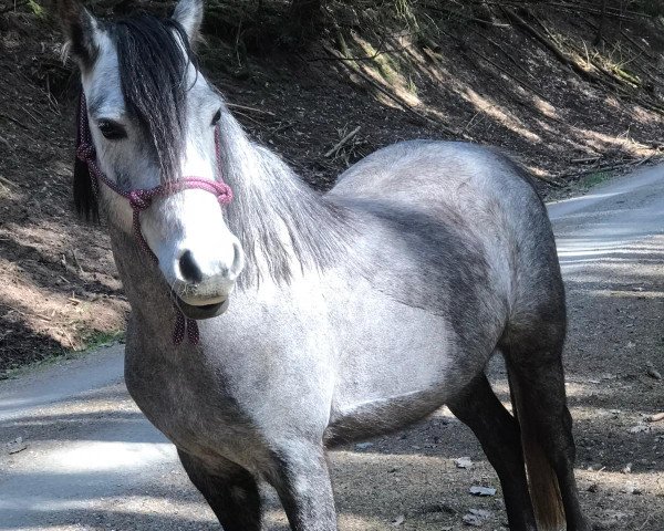 dressage horse Mezennest's Lexia (KWPN (Royal Dutch Sporthorse), 2016)