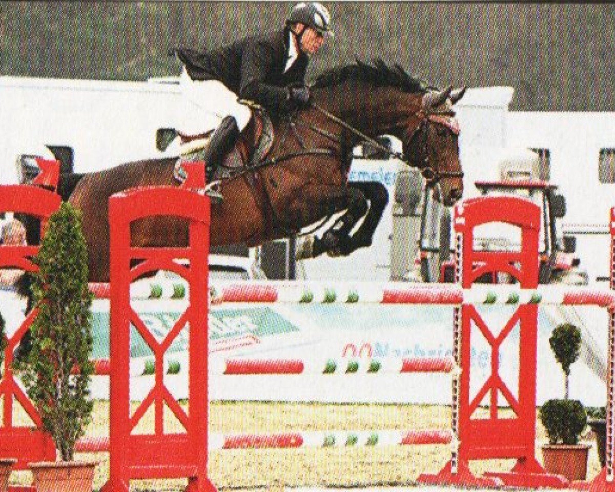 stallion Guiness 61 (Oldenburg, 2005, from Grand Coeur)